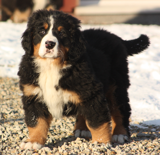 Gallery for i2-litter-bernese