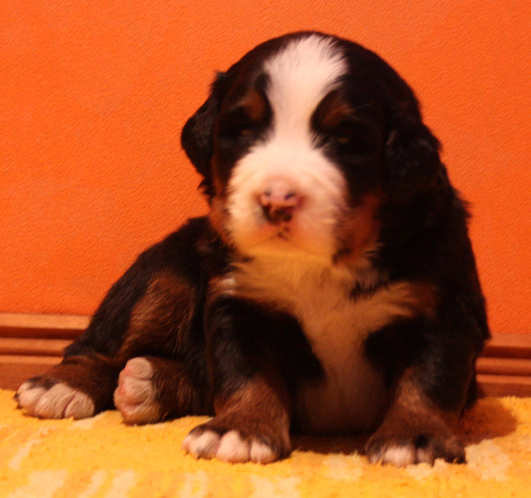 Gallery for n2-litter-bernese