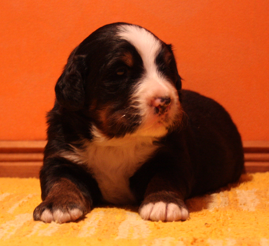 Gallery for n2-litter-bernese
