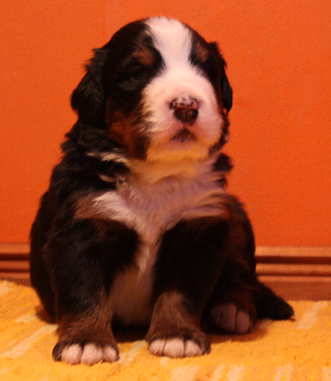 Gallery for n2-litter-bernese