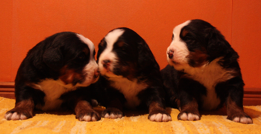 Gallery for n2-litter-bernese