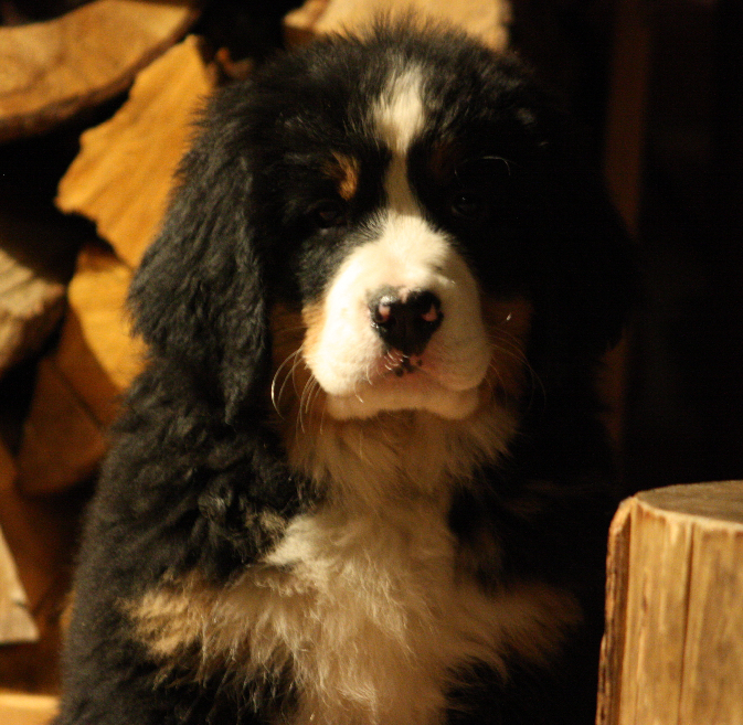 Gallery for j2-litter-bernese