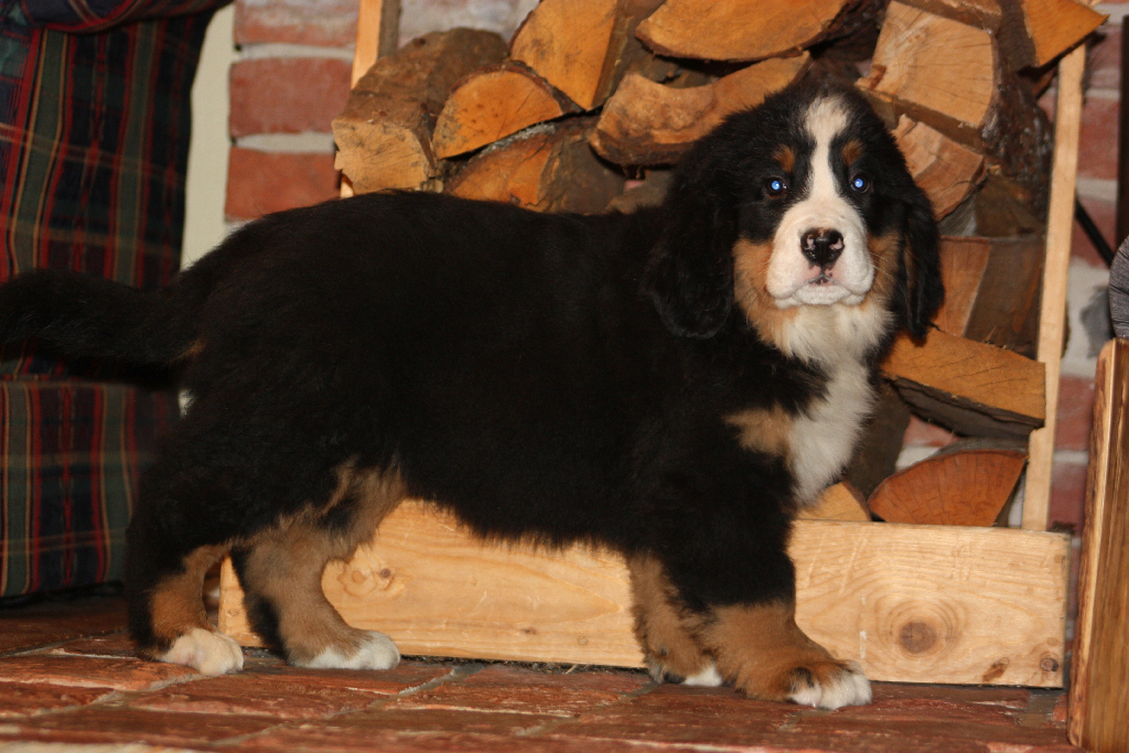 Gallery for j2-litter-bernese