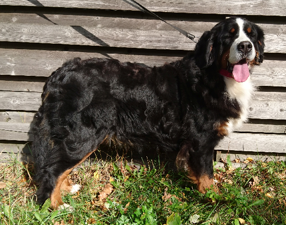 Gallery for j2-litter-bernese