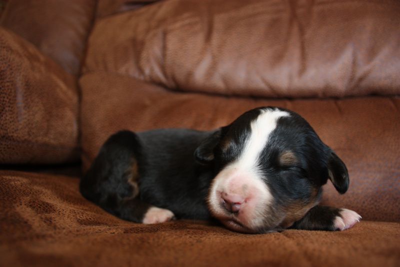 Gallery for q-litter-bernese