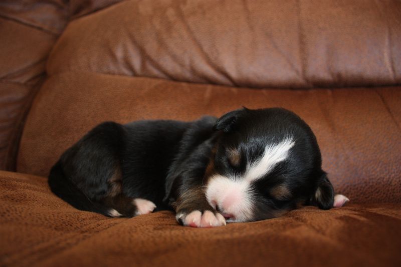 Gallery for q-litter-bernese
