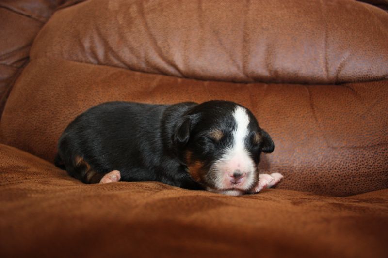Gallery for q-litter-bernese