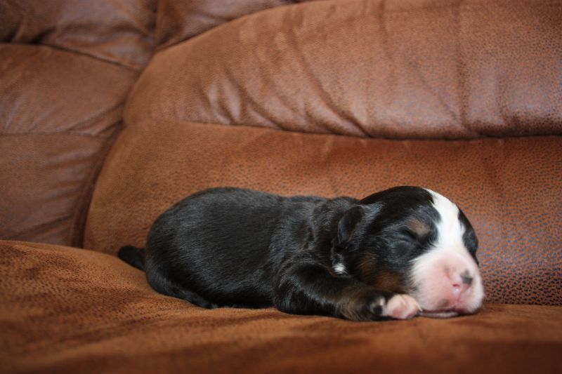 Gallery for q-litter-bernese