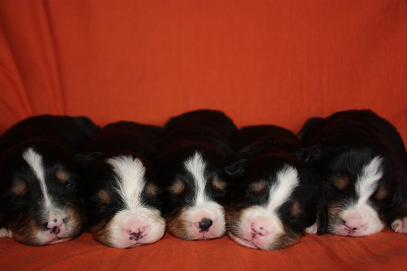 Gallery for l-litter-bernese