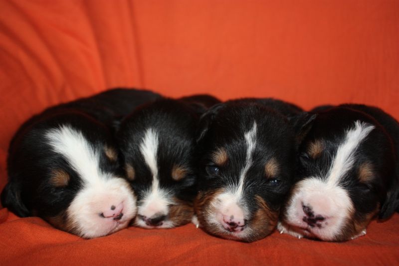 Gallery for l-litter-bernese