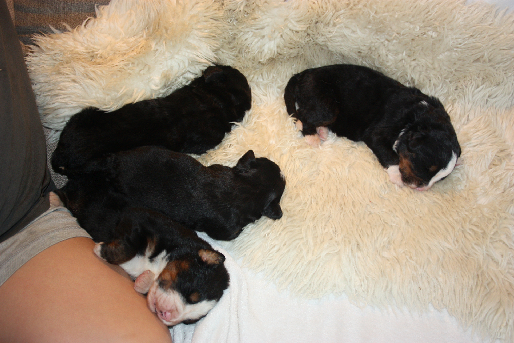 Gallery for l2-litter-bernese