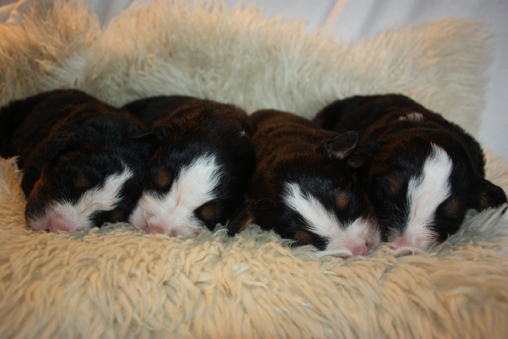 Gallery for l2-litter-bernese