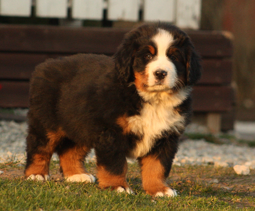 Gallery for n2-litter-bernese