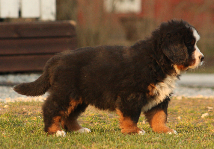 Gallery for n2-litter-bernese