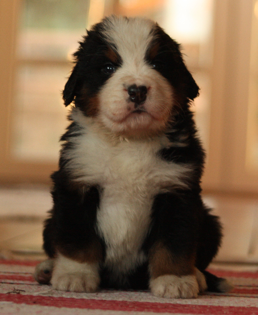 Gallery for i2-litter-bernese