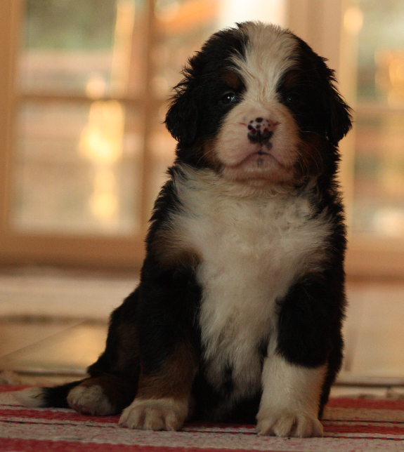 Gallery for i2-litter-bernese