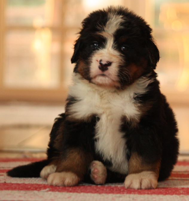 Gallery for i2-litter-bernese