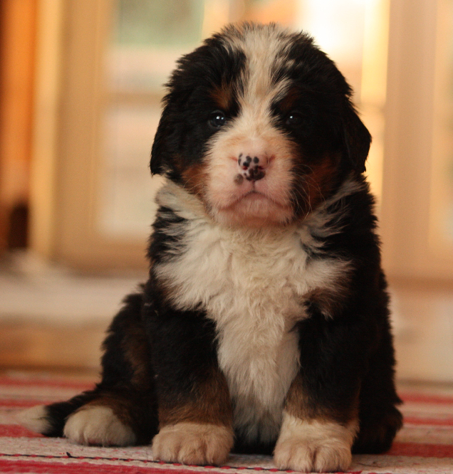 Gallery for i2-litter-bernese