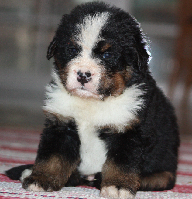 Gallery for i2-litter-bernese