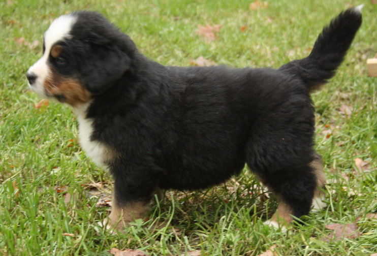 Gallery for d2-litter-bernese