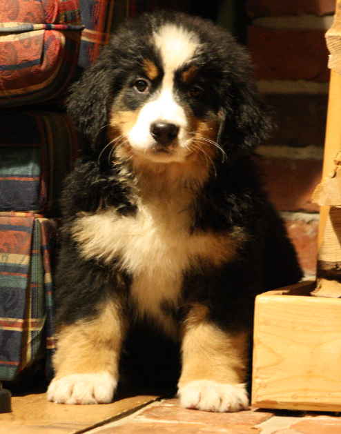 Gallery for d2-litter-bernese