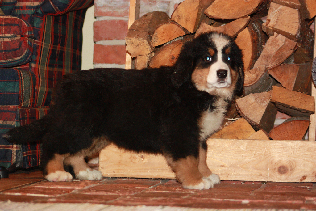 Gallery for d2-litter-bernese