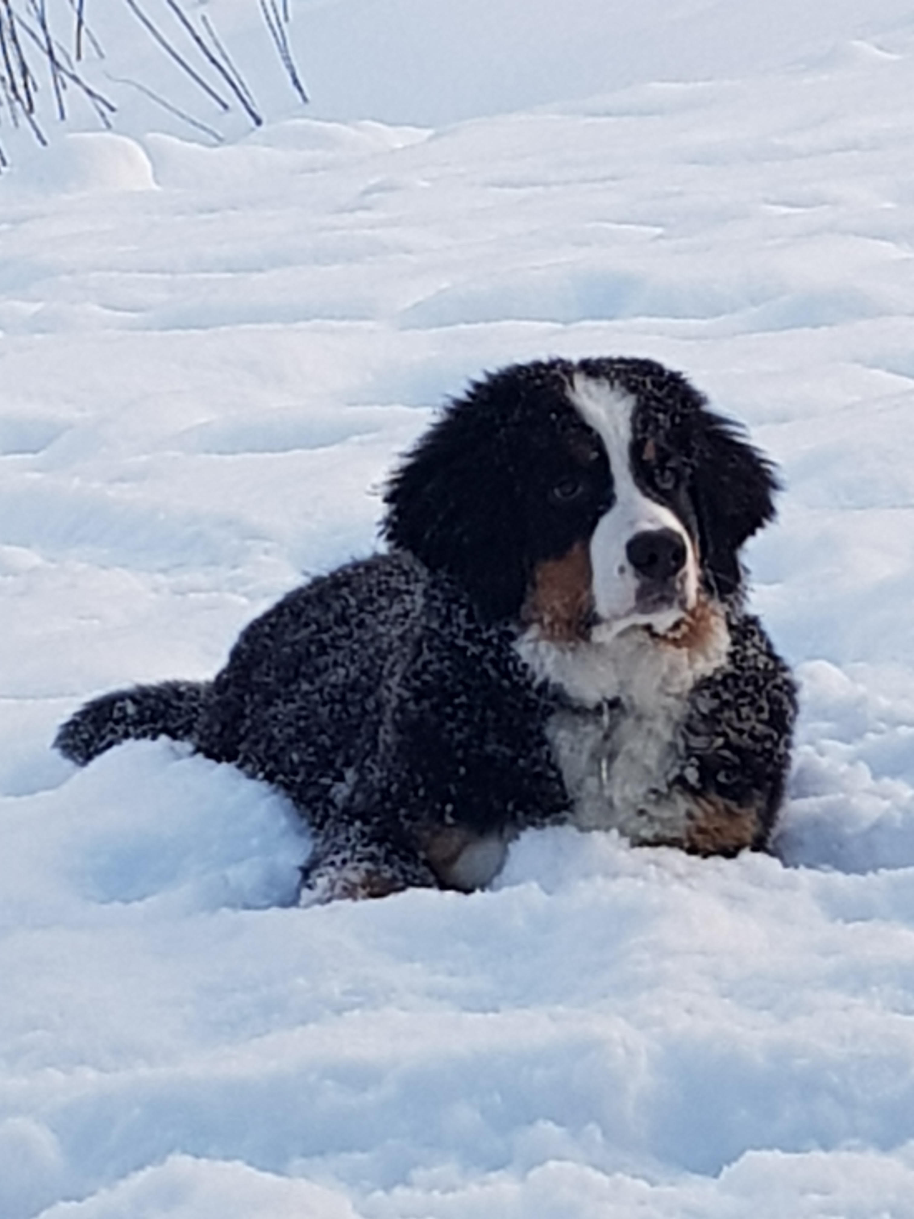Gallery for d2-litter-bernese