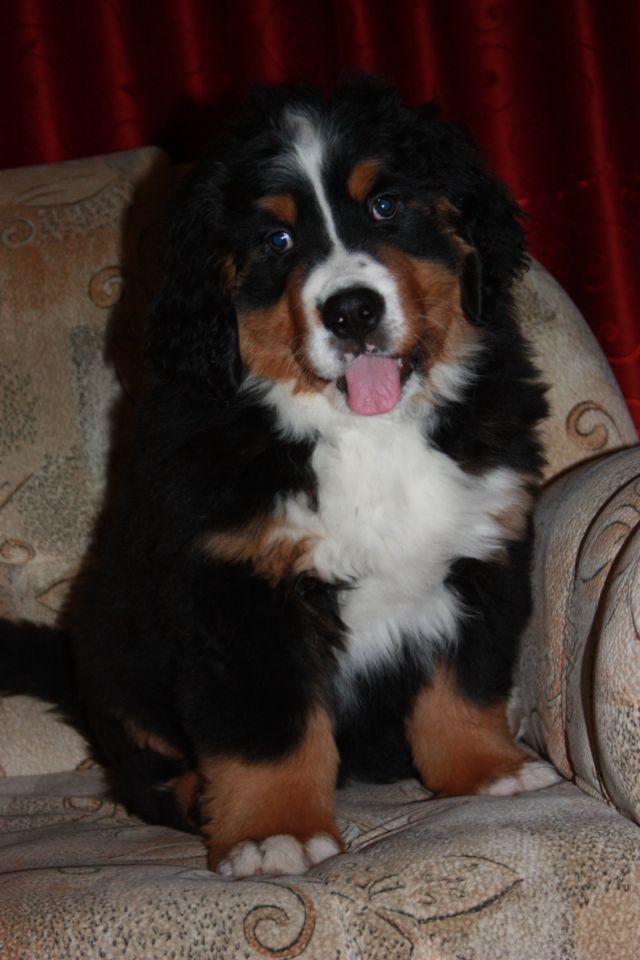 Gallery for p-litter-bernese