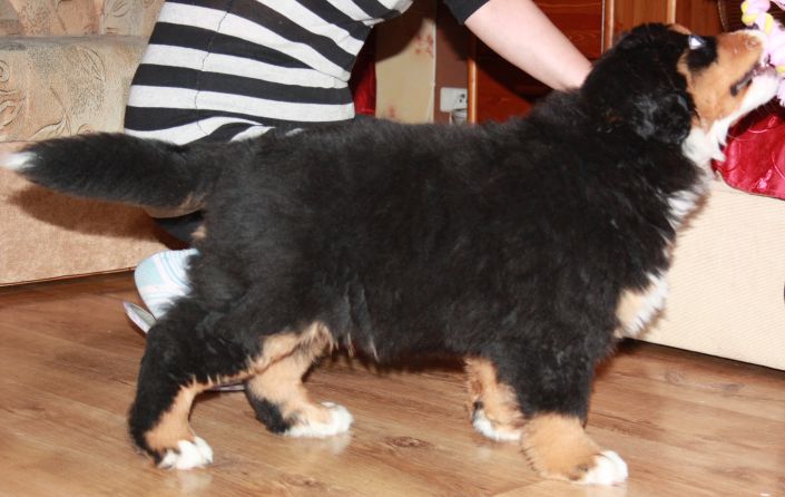 Gallery for p-litter-bernese