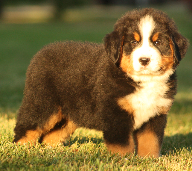 Gallery for p2-litter-bernese