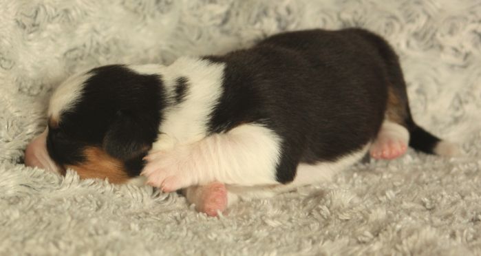 Gallery for t2-litter-cardigan