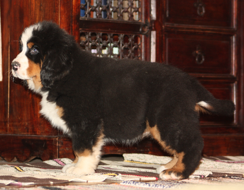 Gallery for i2-litter-bernese