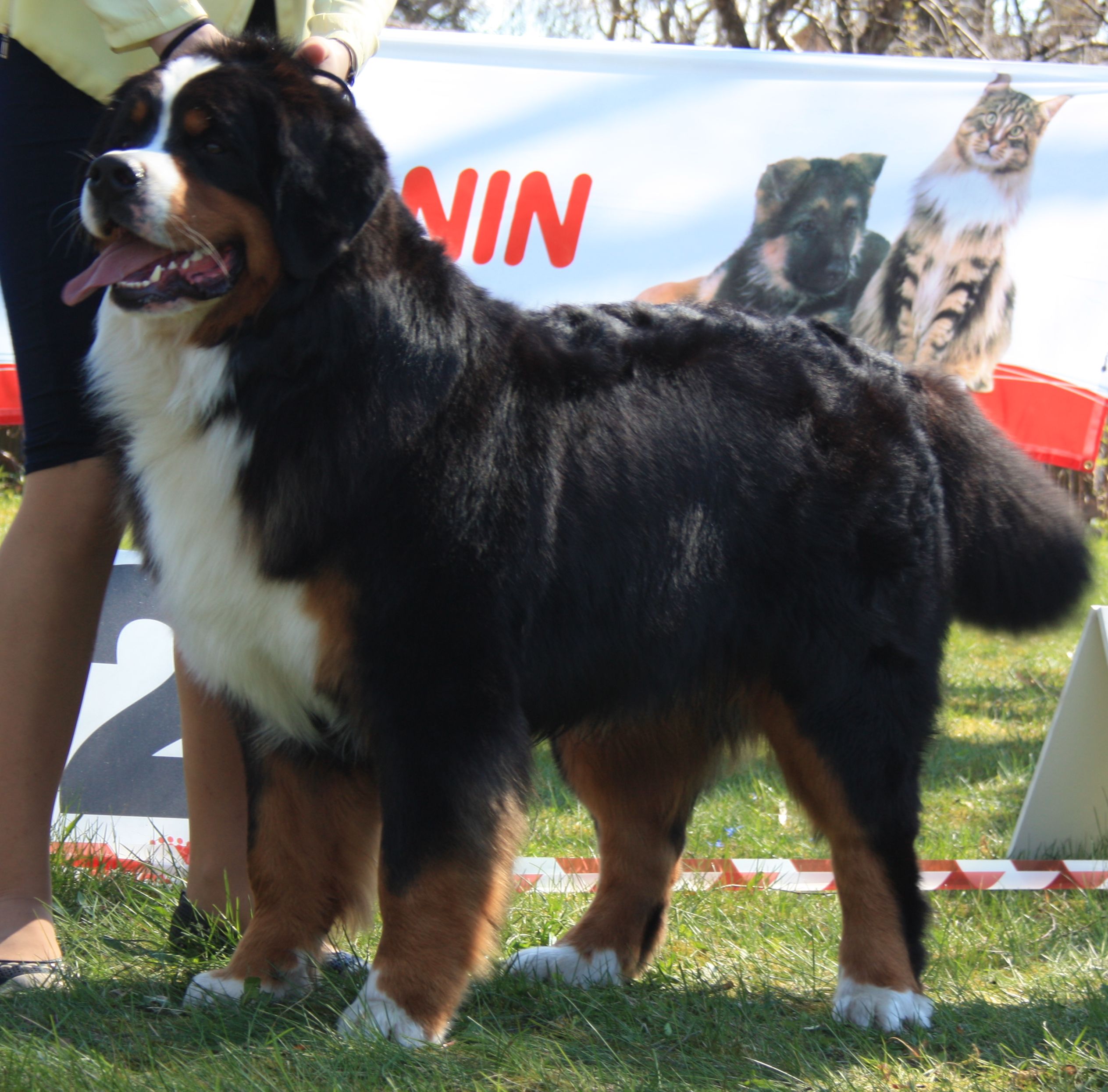 Gallery for d2-litter-bernese
