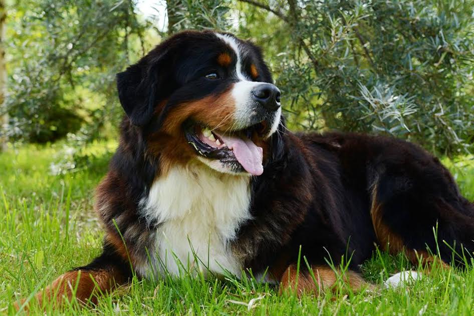 Gallery for d2-litter-bernese