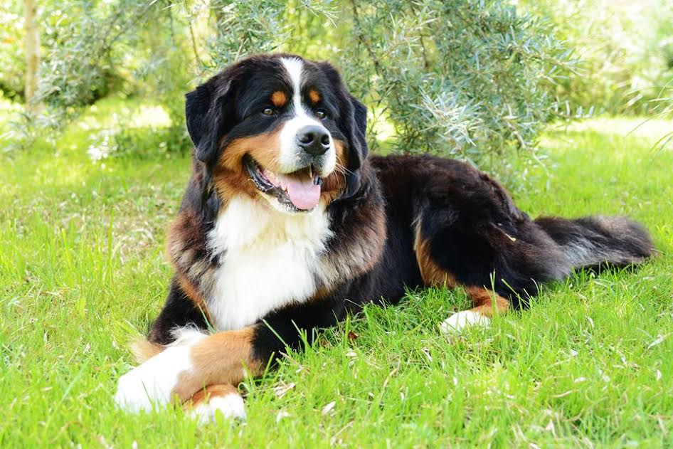 Gallery for d2-litter-bernese