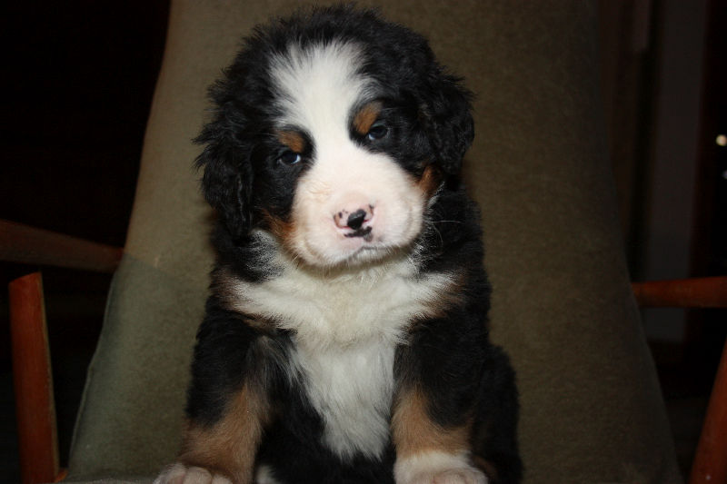 Gallery for a2-litter-bernese