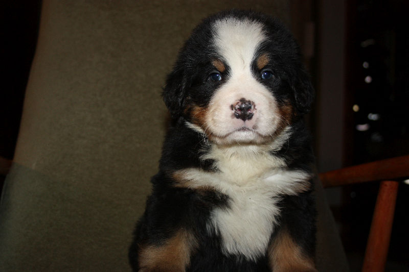 Gallery for a2-litter-bernese