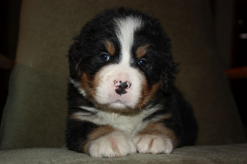 Gallery for a2-litter-bernese
