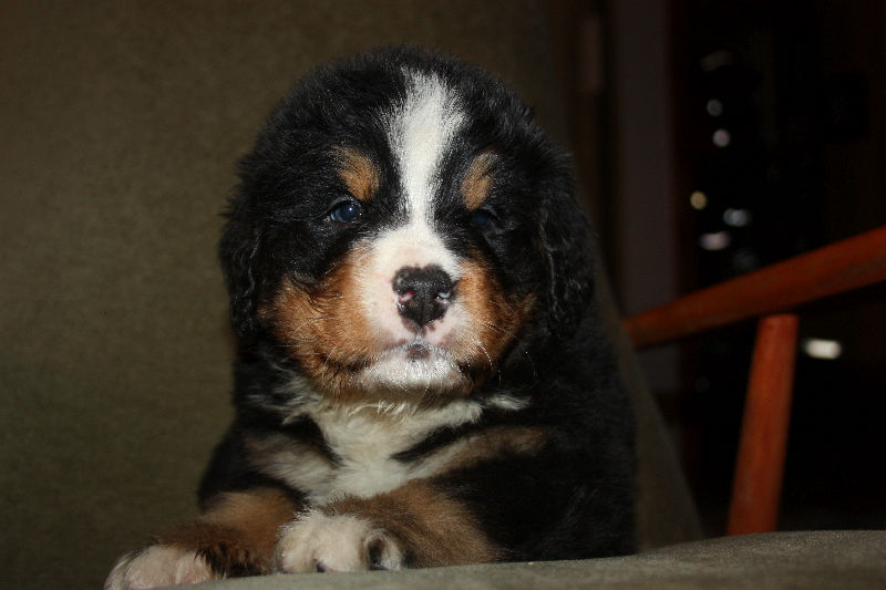 Gallery for a2-litter-bernese