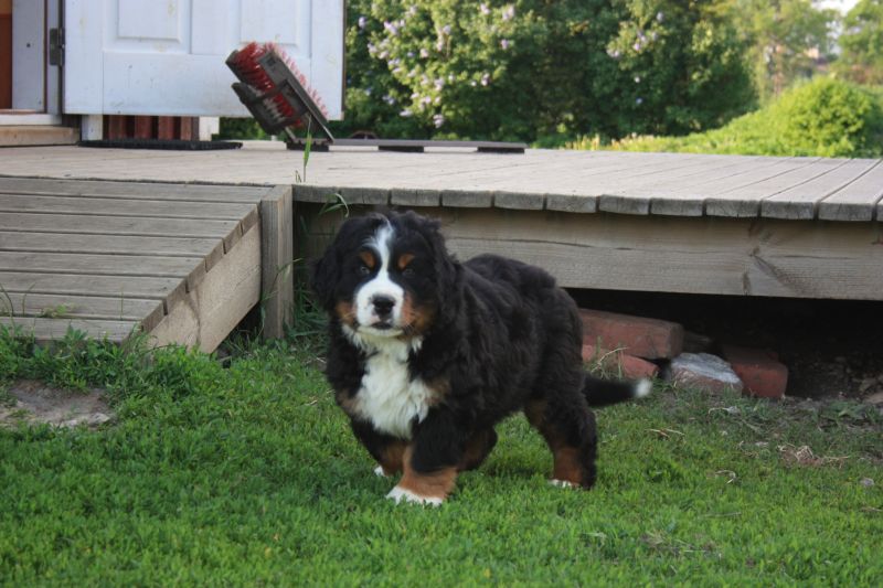Gallery for t-litter-bernese