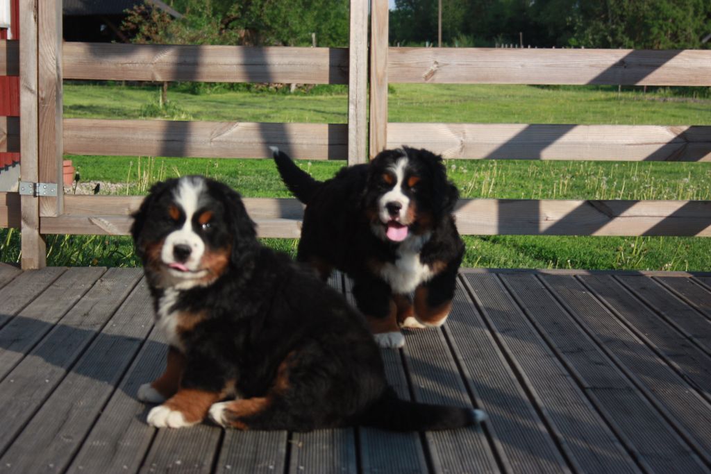 Gallery for t-litter-bernese