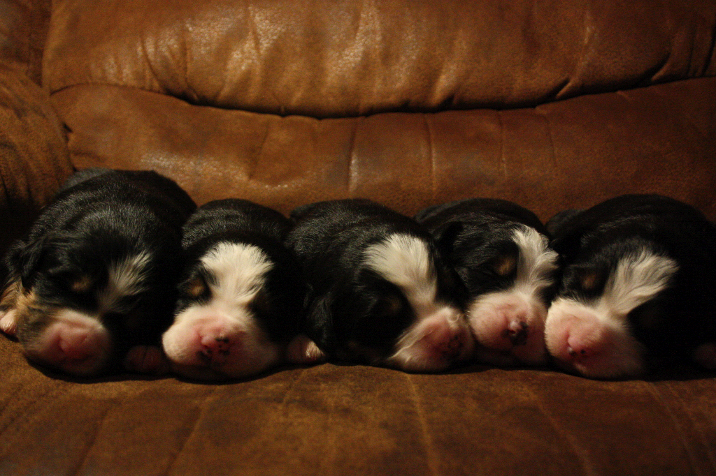 Gallery for d2-litter-bernese