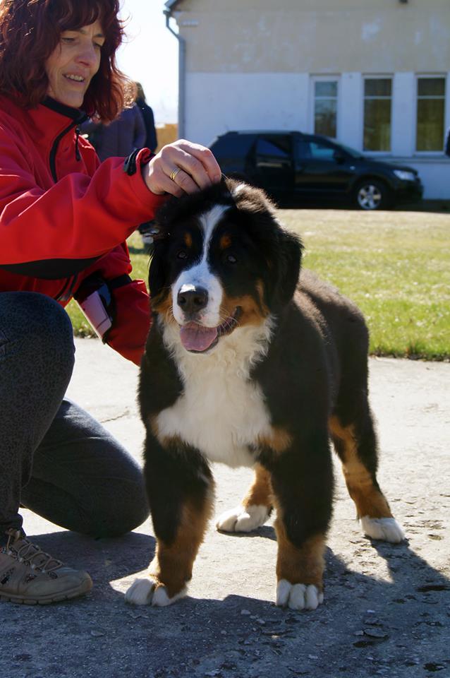 Gallery for c2-litter-bernese