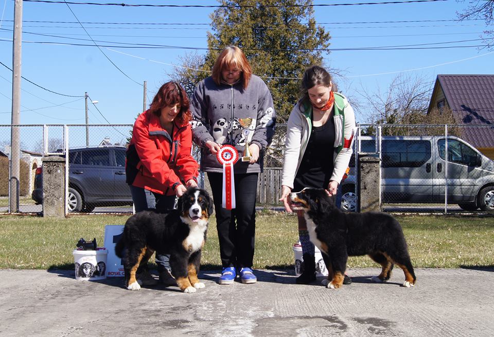 Gallery for c2-litter-bernese