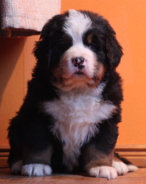 Gallery for k2-litter-bernese