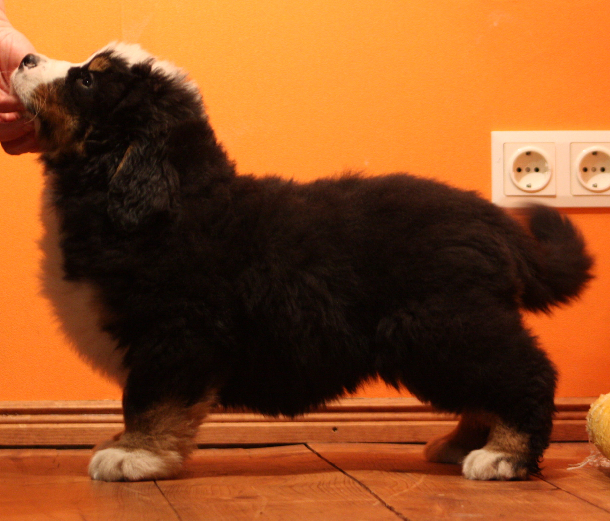 Gallery for k2-litter-bernese