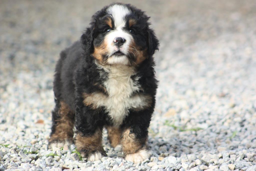 Gallery for l2-litter-bernese