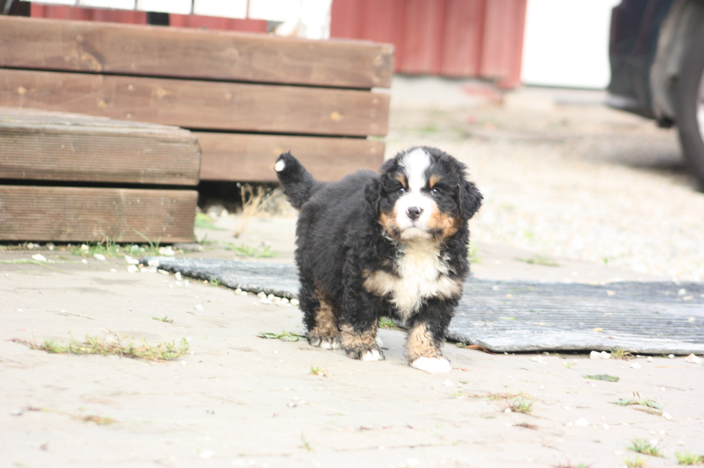 Gallery for l2-litter-bernese