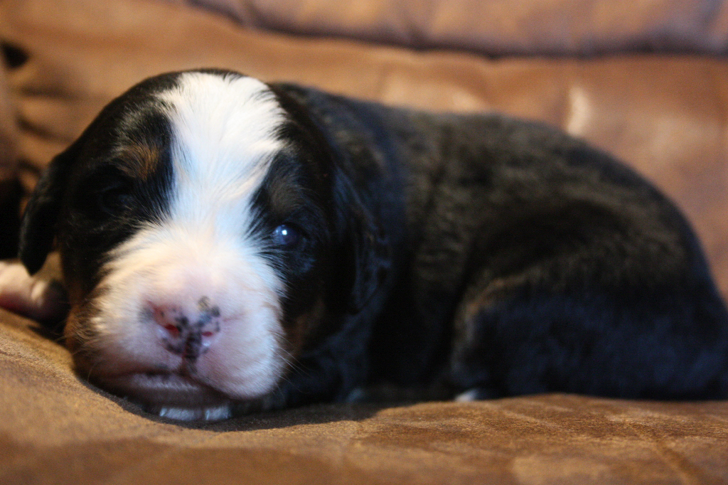 Gallery for i2-litter-bernese