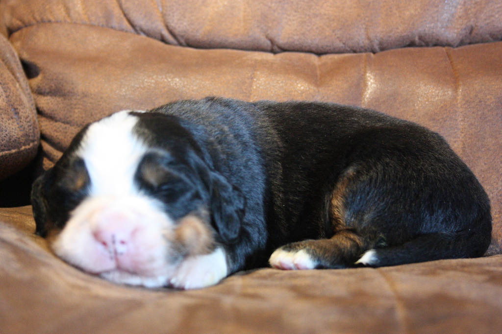 Gallery for i2-litter-bernese